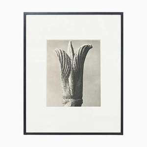 Karl Blossfeldt, Flower, 1942, Black & White Heliogravure, Gerahmt