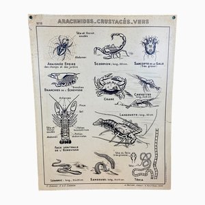 French Double-Sided Poster of Mollusks and Crustaceans
