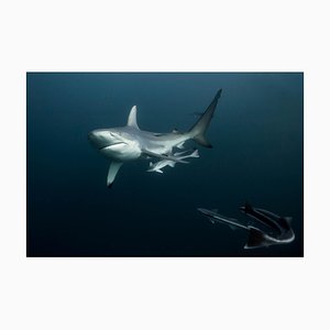 Peaceful Strength Sharks, 2017, Limited Fine Art Print