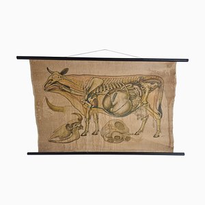 Antique Linen Anatomical School Cow Poster, 1950s