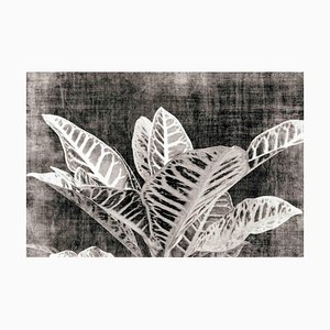 Sumit Mehndiratta, Vintage Croton, 2021, Archival Ink Print sur Canvas