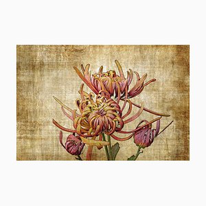 Sumit Mehndiratta, vintage Chrysanthemum, 2022, Archival Ink Print on Canvas