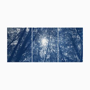Looking Up Through The Trees, 2022, Cyanotype