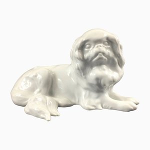 German Japanese Chin Dog Figurine in Porcelain by Erich Hösel for Meissen, 1950s