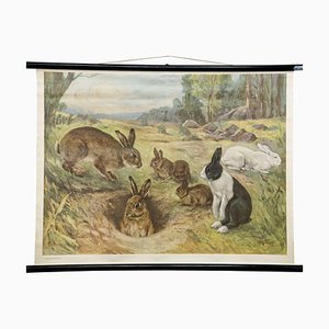 Vintage Mural Rollable Animal Wall Chart Rabbit Bunny Poster