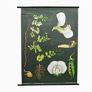 Carta da parati Cottagecore Botanic vintage di Jung Koch Quentell