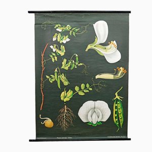 Vintage Cottagecore Botanic Wall Chart by Jung Koch Quentell