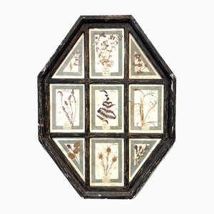 Vintage Herbarium in Glazed Wooden Frames, Florence, 1941