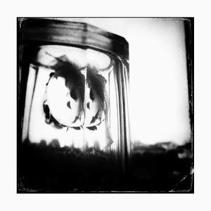 Eric Chauvet, Glas Habitat 2, fotografischer Kunstdruck