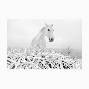 Radu Corneliu Sarion, Dobrogea 1, White Horse, 2015, Lámina fotográfica