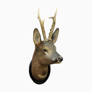 Large Black Forest Clay Deer Head, 1910s