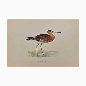 Alexander Francis Lydon, Black-Tailed Godwit, 1870s, Colored Woodcut Print