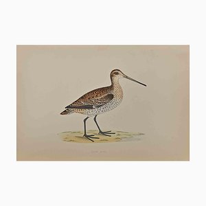 Alexander Francis Lydon, Great Snipe, 1870, Colored Woodcut