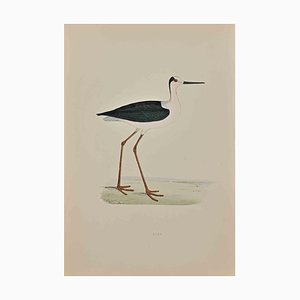 Alexander Francis Lydon, Ibis, Colored Woodcut, 1870