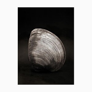 Ian Sanderson, Clam, 1984, Impresión fotográfica en blanco y negro