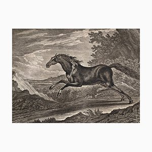 Johann Elias Riedinger, Copper Engraving From the Large Riding School, Augsburg 1734, Cheval Tartare, 1890s