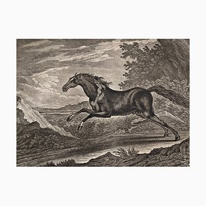 Johann Elias Riedinger, Gravure sur Cuivre de la Grande École d'Équitation, Augsburg 1734, Cheval Tartare, 1890s