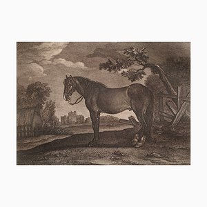 Johann Elias Riedinger, Incisione in rame dalla grande scuola di equitazione, Augusta 1734, Un Cheval Ordinaire, fine XIX secolo