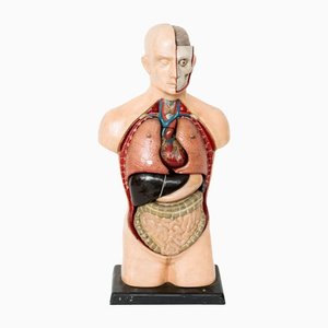 Busto anatomico didattico