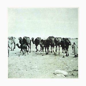 Bettino Craxi, Tunisian Camels, Original Photolithograph, 1990s