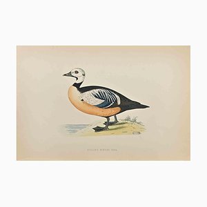 Alexander Francis Lydon, Stellers Western Duck, Woodcut Print, 1870