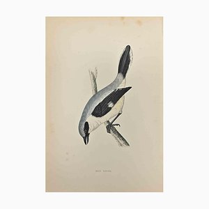 Alexander Francis Lydon, Grey Shrike, Woodcut Print, 1870