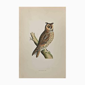Alexander Francis Lydon, Long-Eared Owl, Woodcut Print, 1870