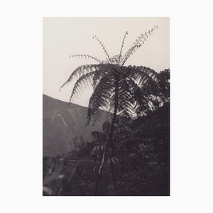 Hanna Seidel, Bolivia, Palm Albero, años 60, Fotografía en blanco y negro