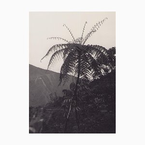 Hanna Seidel, Bolivien, Palm Albero, 1960er, Schwarzweiß Fotografie