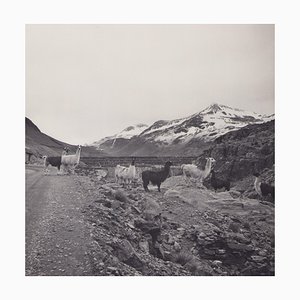 Hanna Seidel, Bolivia, Alpacas, 1960s, Black & White Photography