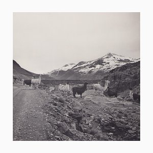 Hanna Seidel, Bolivien, Alpakas, 1960er, Schwarz-Weiß-Fotografie