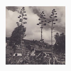 Hanna Seidel, Bolivia, plantas, años 60, fotografía en blanco y negro