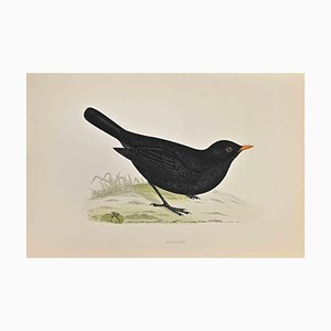 Xilografía de Alexander Francis Lydon, Blackbird, 1870