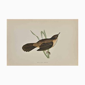 Alexander Francis Lydon, Great Sedge Warbler, Woodcut Print, 1870