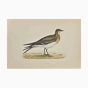 Alexander Francis Lydon, Pratincole, Holzschnitt, 1870