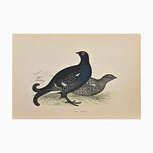 Alexander Francis Lydon, Grouse Noire, Gravure sur Bois, 1870