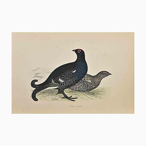 Xilografía de Alexander Francis Lydon, Black Grouse, 1870