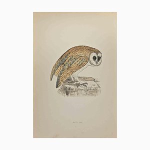 Alexander Francis Lydon, White Owl, Woodcut Print, 1870