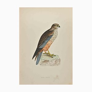 Alexander Francis Lydon, Marsh Harrier, Woodcut Print, 1870