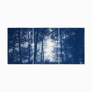 Kind of Cyan, Forest Silhouette Sunset, 2021-2022, Cyanotype on Paper