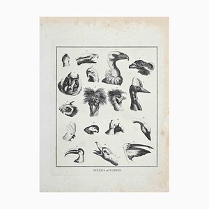 Thomas Holloway, Heads of Birds, Grabado original, 1810