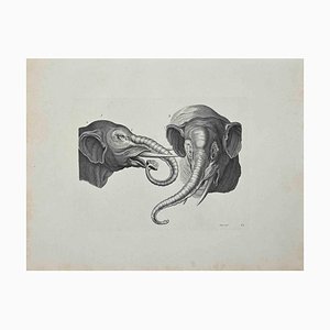Thomas Holloway, Elefantes, Grabado original, 1810