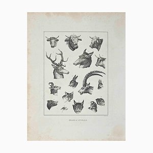 John Barlow, cabezas de animales, aguafuerte original, 1810