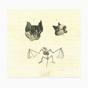 Thomas Holloway, La fisionomia: i pipistrelli, Incisione originale, 1810