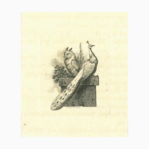 Thomas Holloway, La fisonomía: el búho y el pavo real, aguafuerte, 1810