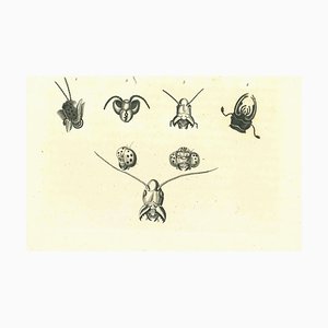 Thomas Holloway, La Physionomie : Les Insectes, Gravure Originale, 1810