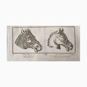 Verschiedene Alte Meister, Tierfiguren aus dem antiken Rom, Original Radierung, 1750er