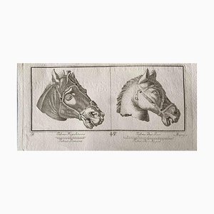 Various Old Masters, Animal Figures from Ancient Rome, Original Etching, 1750s