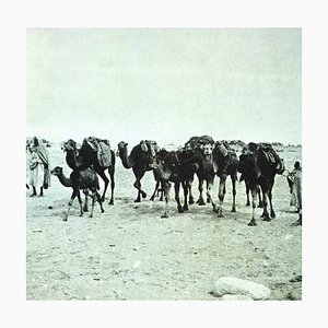 Bettino Craxi, Tunisian Camels, Original Photolithograph, 1990s