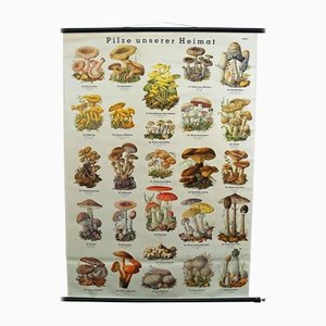 Vintage Mushroom of Europe Übersicht Lehrtafel, 1970er